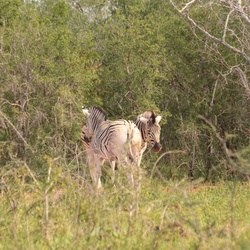 2015-05 South Africa/iMfolozi/DSC_0272.JPG